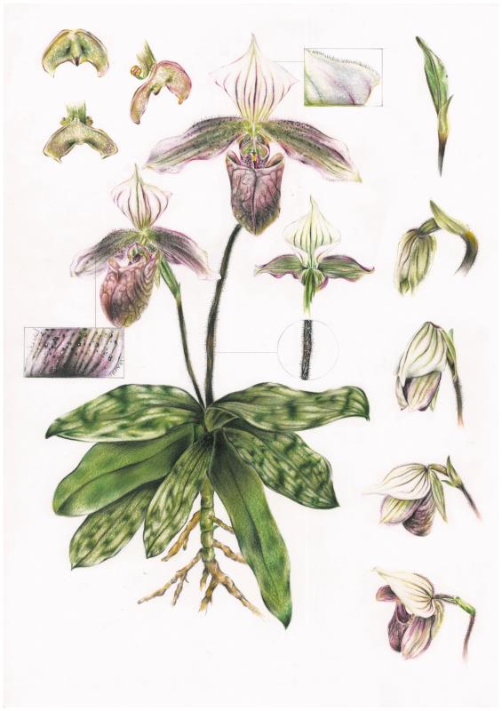 Paphiopedilum purpuratum
